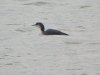 Great Northern Diver at Southend Pier (Steve Arlow) (27010 bytes) Great Northern Diver at Southend Pier (Steve Arlow) (27010 bytes)